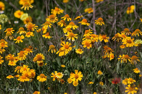 Helenium amarum